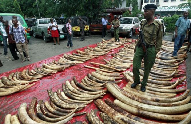 التجارة في مقومات “الحياة البرية”: عندما تدفع “الربحية” الإنسان لإفناء الكائنات الأخرى