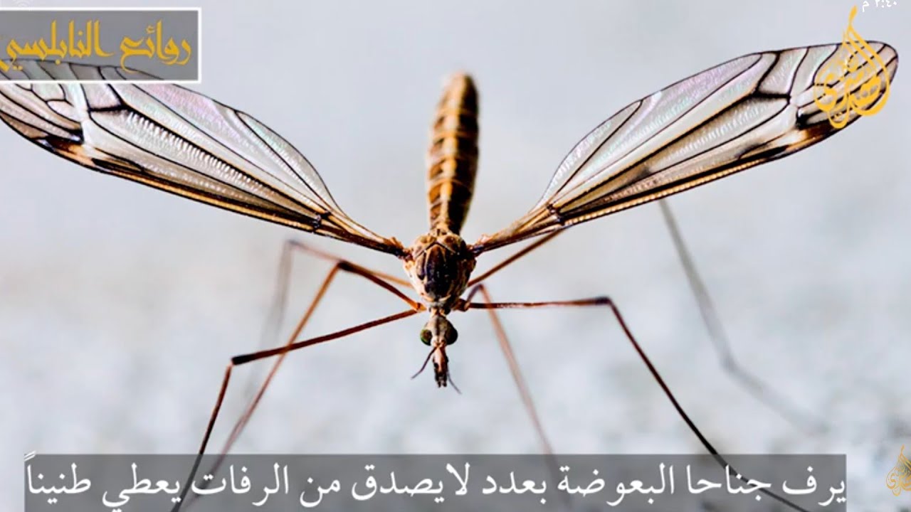 عجائب خلق الله في البعوضة …… تحليلات حديثة …… مع الدكتور محمد راتب النابلسي