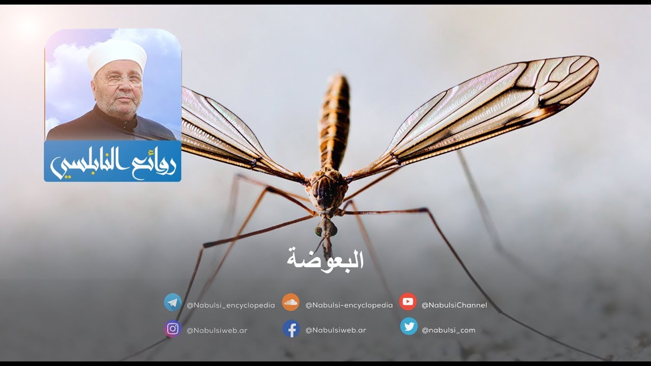 رائعة 032 – البعوضة I د.محمد راتب النابلسي