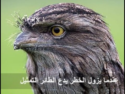 الاعجاز العلمي في التمويه عند طائر الباتو   الدكتور محمد راتب النابلسي
