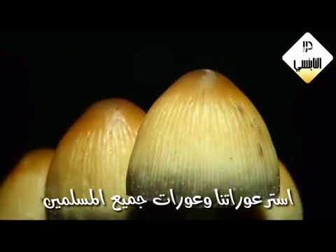 دعاء مؤثّر ……… للدكتور محمد راتب النابلسي