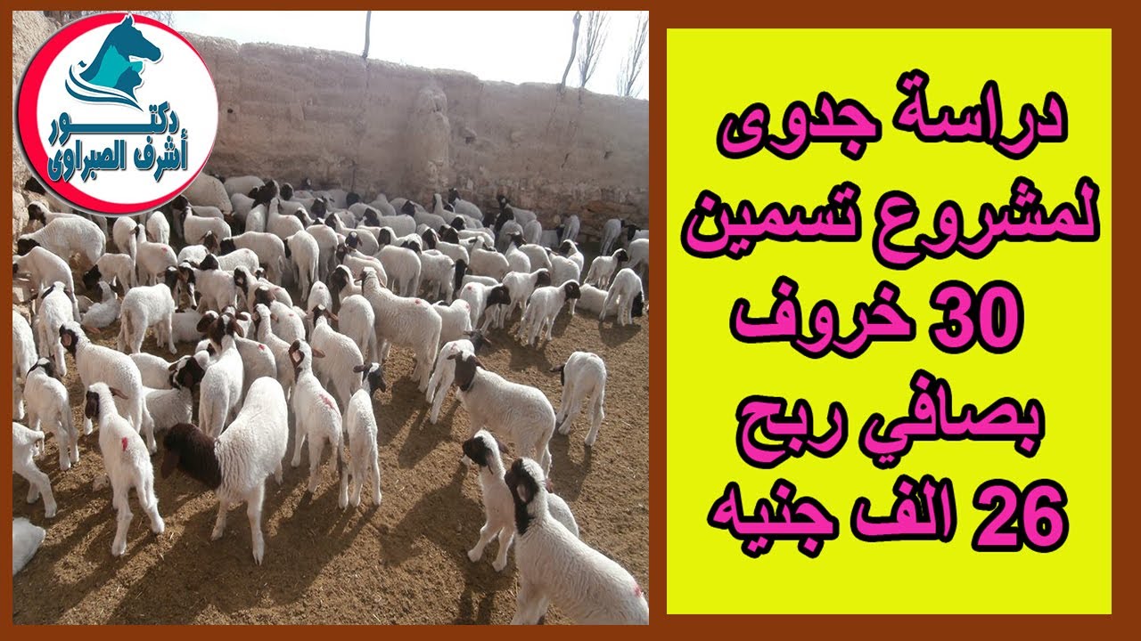 دراسة جدوى لمشروع تسمين 30 خروف بصافي ربح خيالي