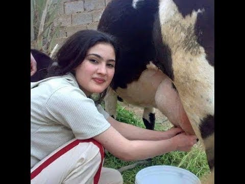 دراسة جدوى 10 ابقار حلابه ومكسب 20 الف جنيه فى الشهر