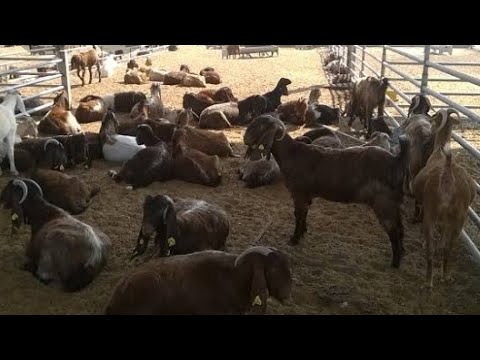 ابسط دراسه جدوى لتربية الماعز