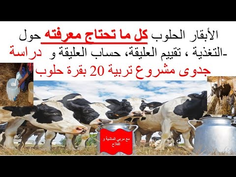 دراسة جدوى مشروع تربية 20 بقرة حلوب و كيفية تغذية الابقار الحلوب