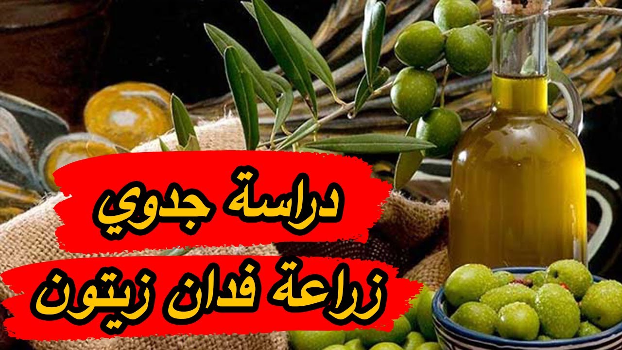 دراسة جدوى زراعة فدان زيتون وكيفية زراعته والعوامل المؤثرة على إنتاج الفدان