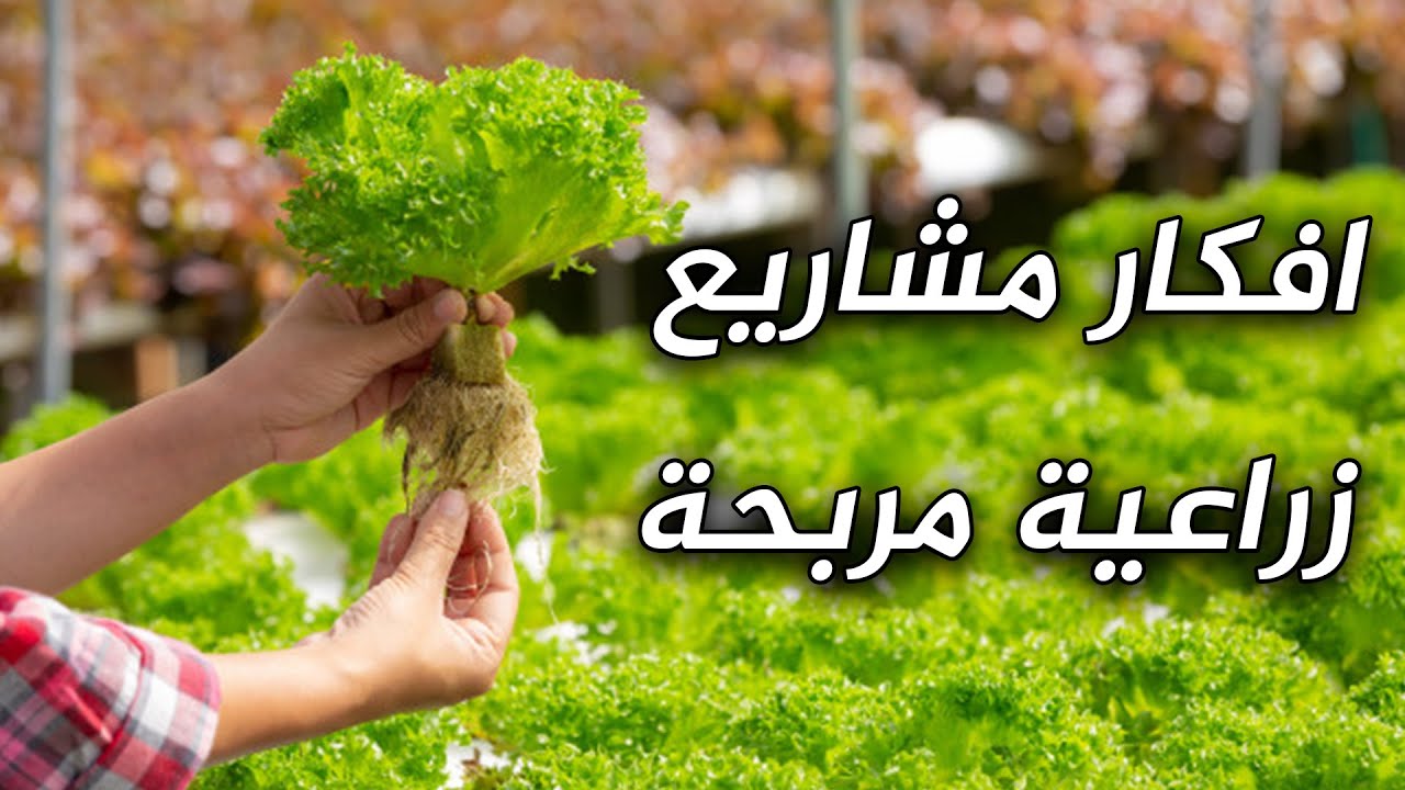 دراسة جدوى مشاريع زراعية متميزة وحديثة وكيفية تنفيذ المشروع بالتفصيل