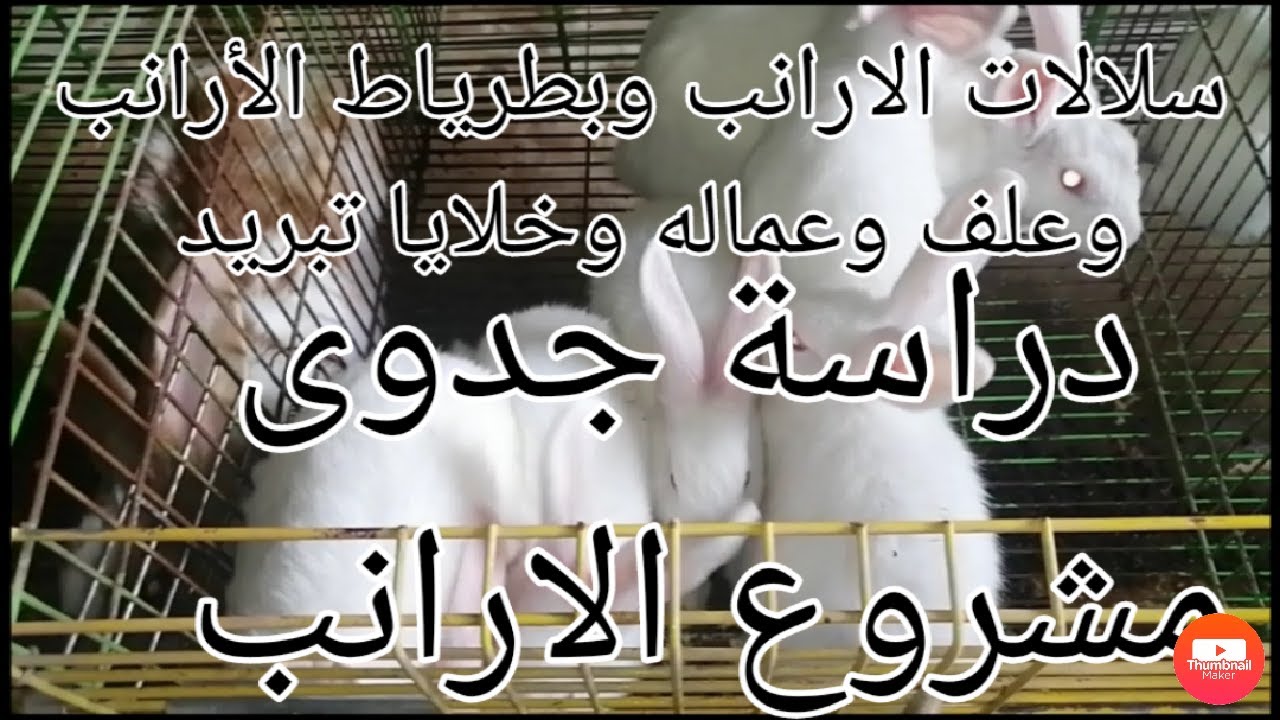 دراسة جدوى مشروع تربية الارانب ١٠٠  ام و٢٠ ذكر ارانب 2021