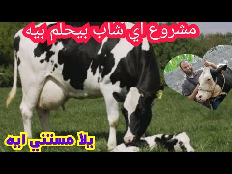 دراسه جدوى لمشروع اي حد يحلم به و بكل تفاصيله ابقار حلوب والده خليط هولشتاين خليط براون و فريزيان 🤔