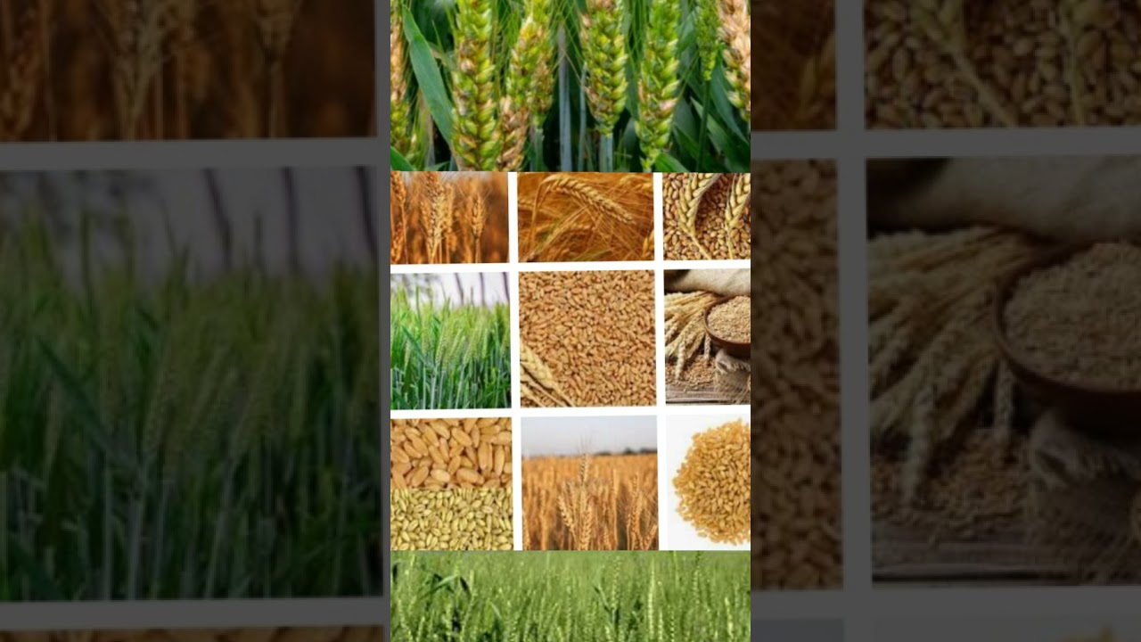 دراسة جدوى لزراعة فدان  قمح والأرباح( الرجاء الاشتراك فى القناة حتى يصلك كل جديد