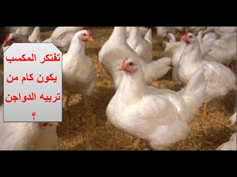 دراسه جدوى مشروع تربيه الدواجن عدد 500 طائر و عدد 10000 طائر ( الحلقه الثانيه )