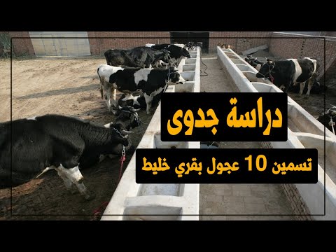 دراسة جدوى تسمين 10 عجول بقري خليط