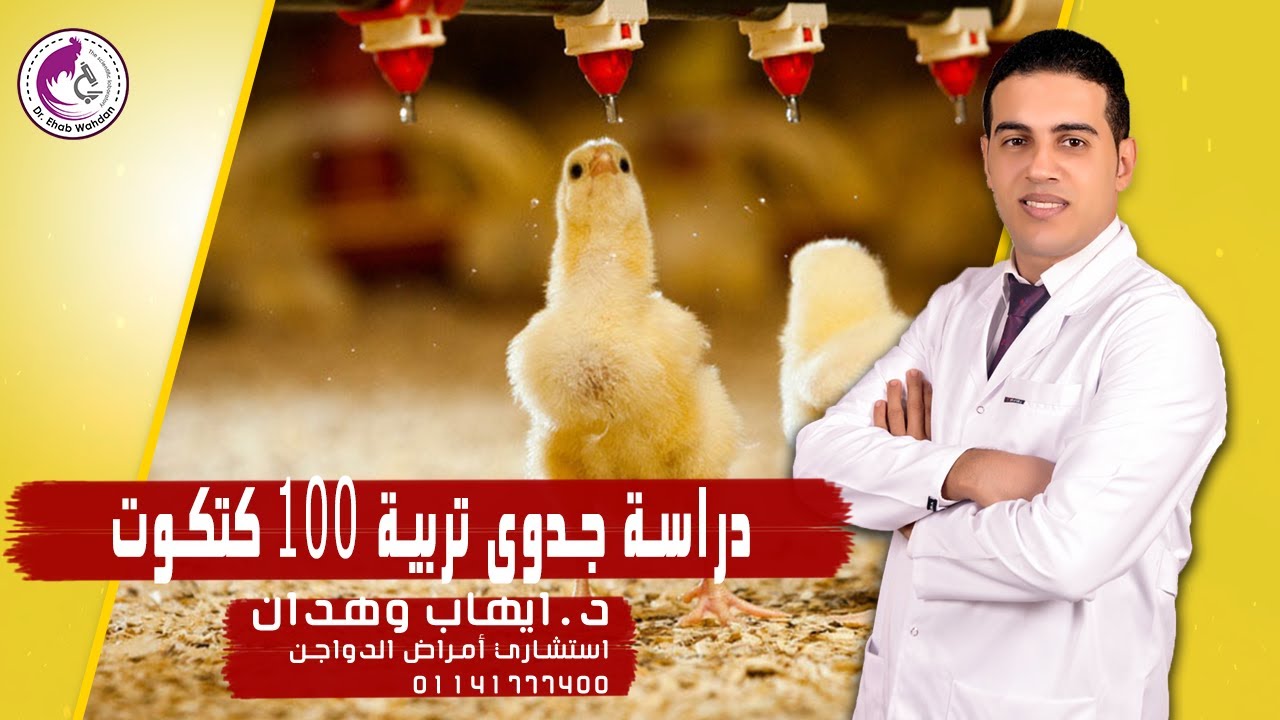 استثمارات مجال الدواجن – دراسة جدوى 100 كتكوت