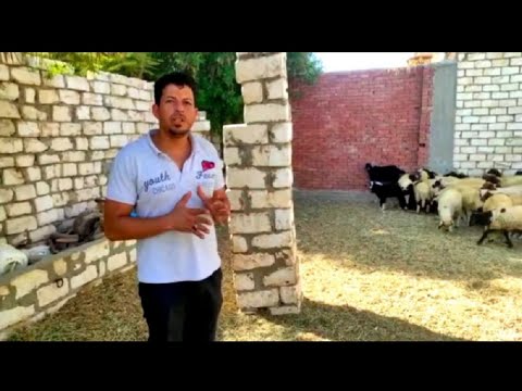 دراسة جدوى لمشروع تسمين الأغنام وأهم التحصينات اللازمة فى دورة التسمين مع المتألق المهندس مرسى محمود