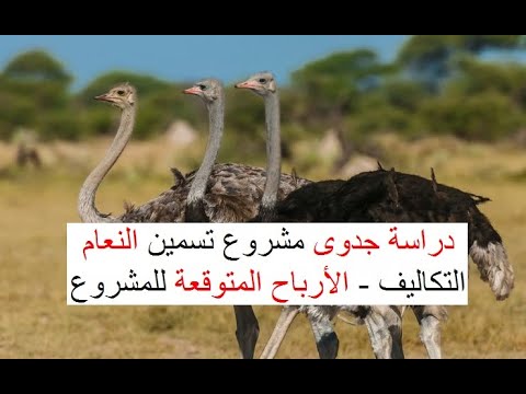 دراسة جدوى بالأرقام لمشروع تربية النعام | التكاليف والأرباح المتوقعة لمشروع تسمين وبيع النعام