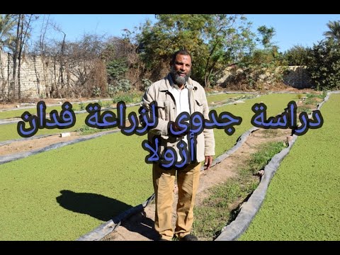 دراسة جدوى لزراعة فدان أزولا