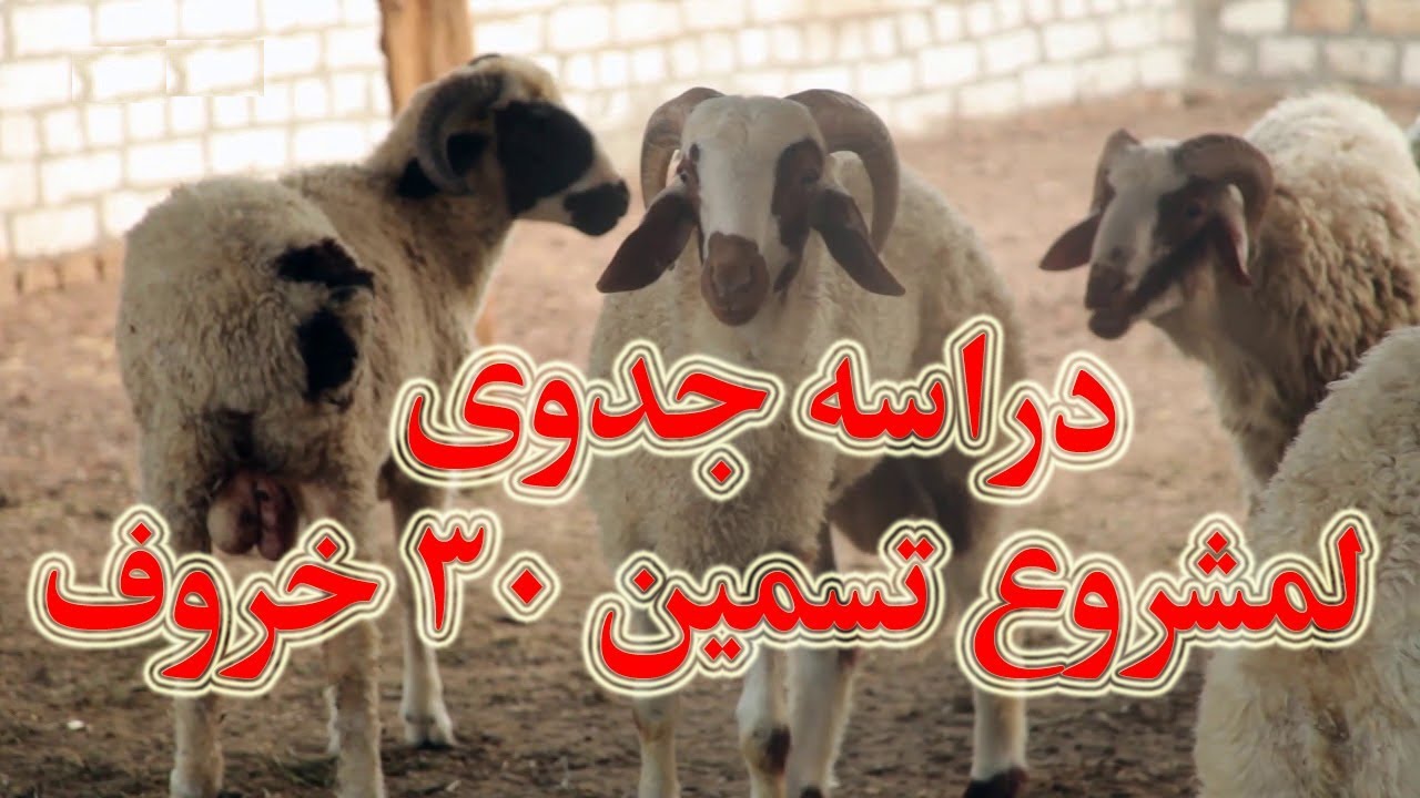 دراسه جدوى لمشروع تسمين 30 خروف