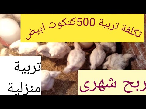 تكلفة تربية 500كتكوت ابيض /دراسة جدوى دقيقة ل 500 كتكوت / (تربية منزلية ) المصروفات والمكسب