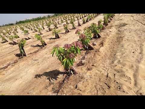 دراسه جدوى لافضل مشروع واربح مشروع ممكن تعمله في العالم زراعه المانجو  واتس 01000851183