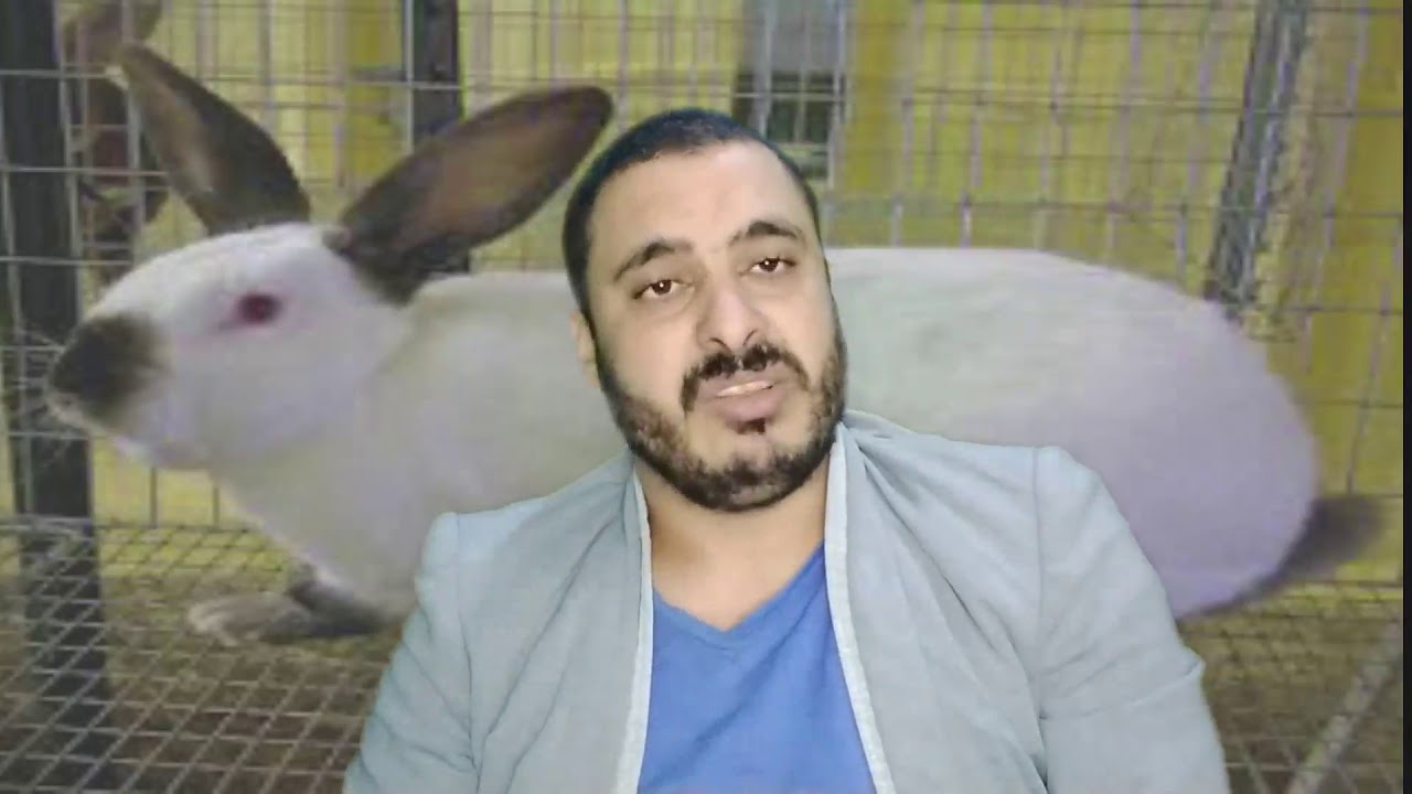 دراسة جدوى ل 10 امهات ودكرين واسباب فشل مشروع الارانب 4