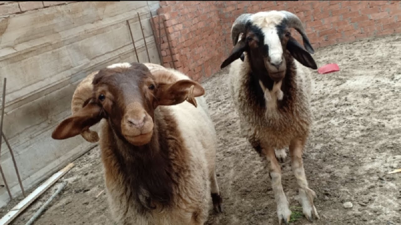 دراسة جدوى سريعة لمشروع تسمين الأغنام🐑🐏