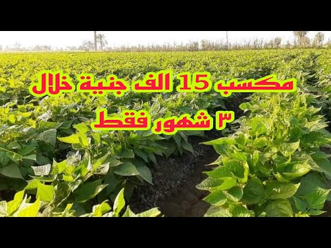 دراسة جدوي زراعة فدان من الفاصوليا البيضاء