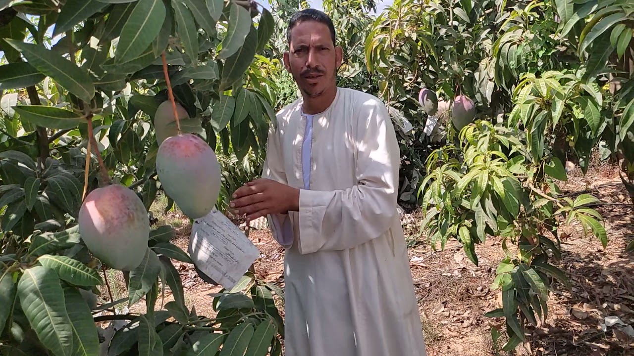 دراسه جدوى لافضل مشروع واربح مشروع ممكن تعملوا على وجه الارض من لسان معلم  واتس 01000851183