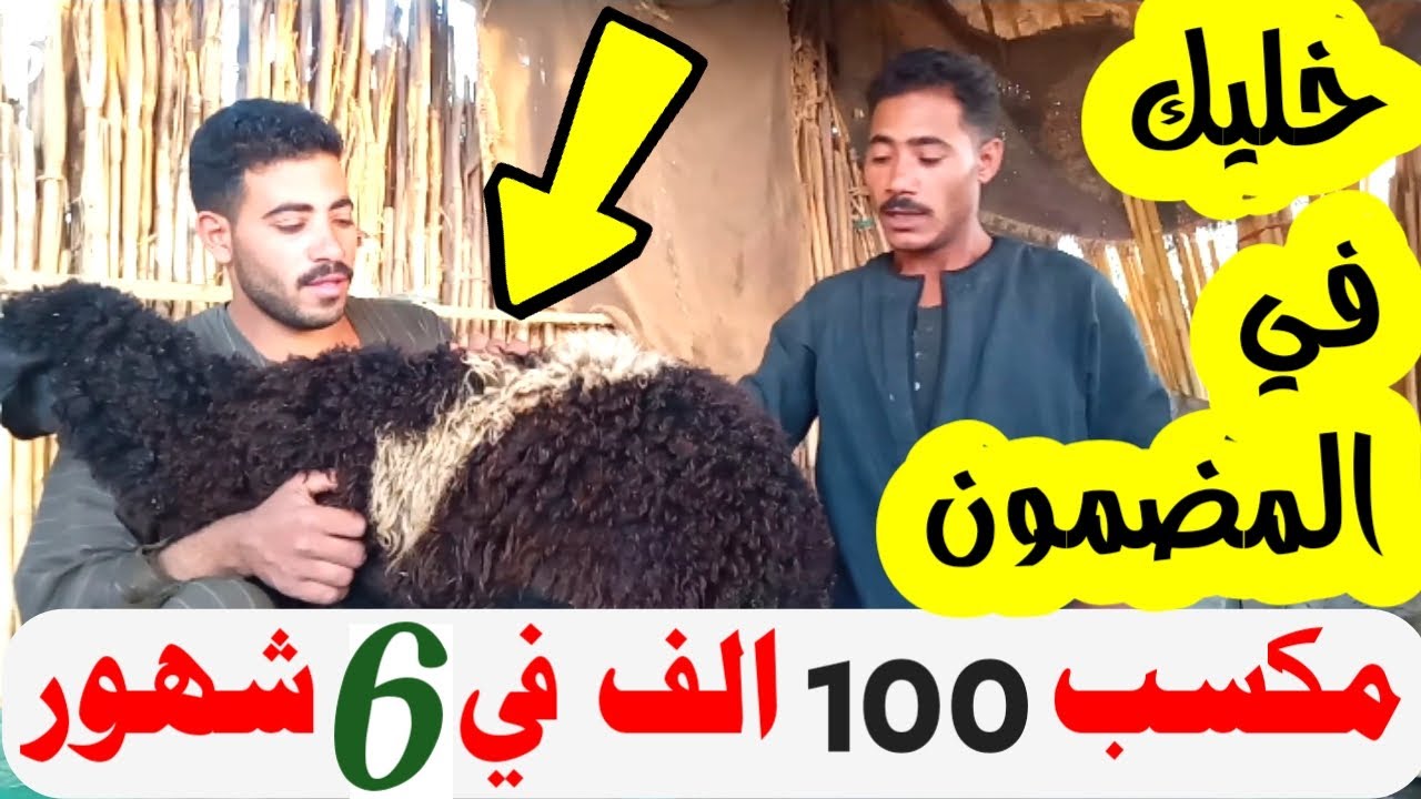 دراسه جدوى لمشروع تسمين 100خروف ــــ عايز وزن الخروف يوصل 80 ك شوف الفيديو ده 👆