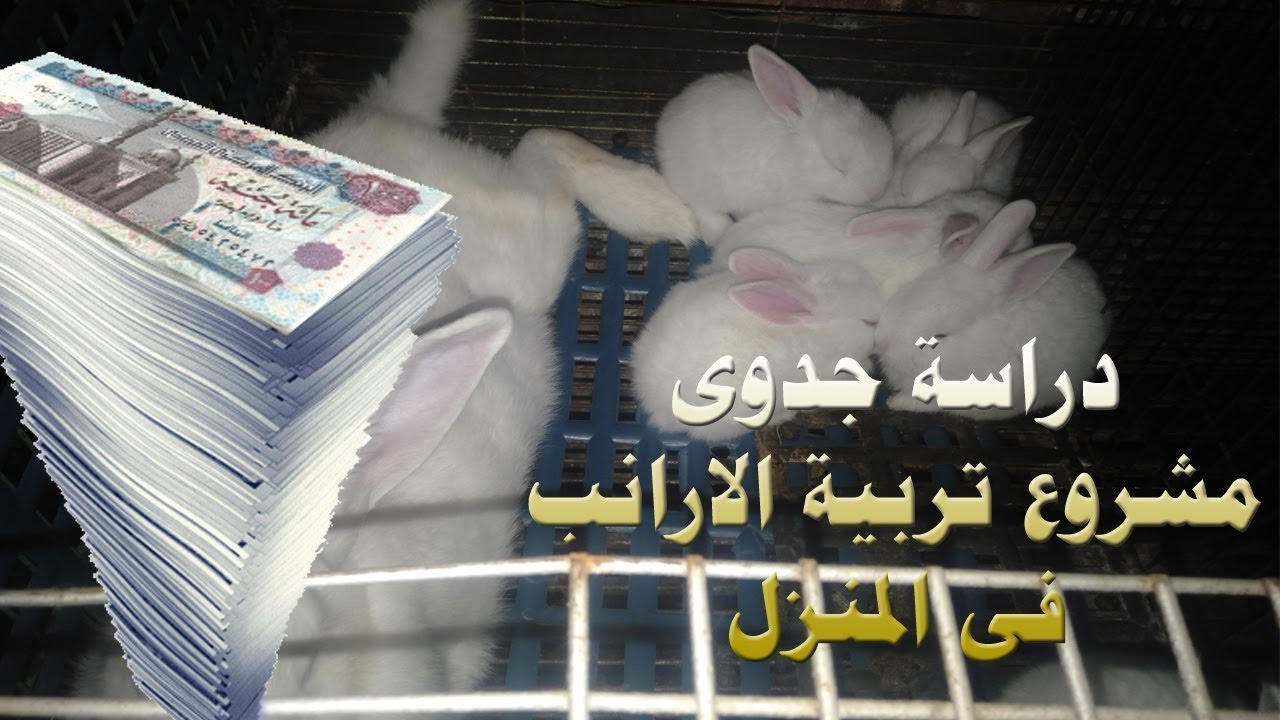 دراسة جدوى مشروع الارانب فى المنزل لعدد10أم 2ذكر