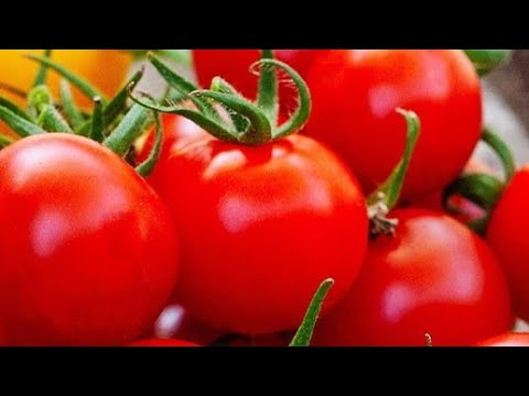 دراسة جدوى مشروع زراعة طماطم الصوبه وارباح الكليو ٦٠ جنية #يوميات_عيلتنا
