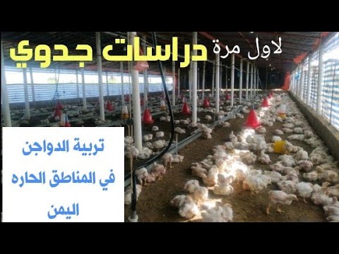 تربية الدواجن دراسات جدوي متكامله معالجة أمراض الدجاج في اليمن