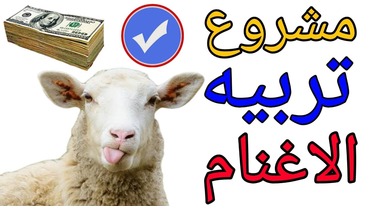 دراسة جدوى لمشروع تربية الاغنام