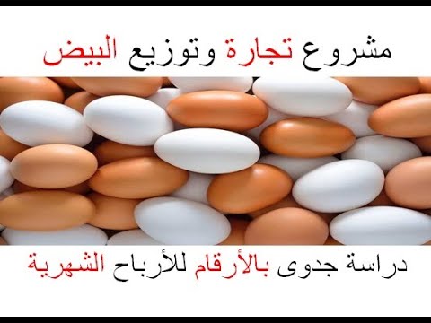 مشروع تجارة وتوزيع البيض | دراسة جدوى بالأرقام للأرباح الشهرية والخسائر المتوقعة
