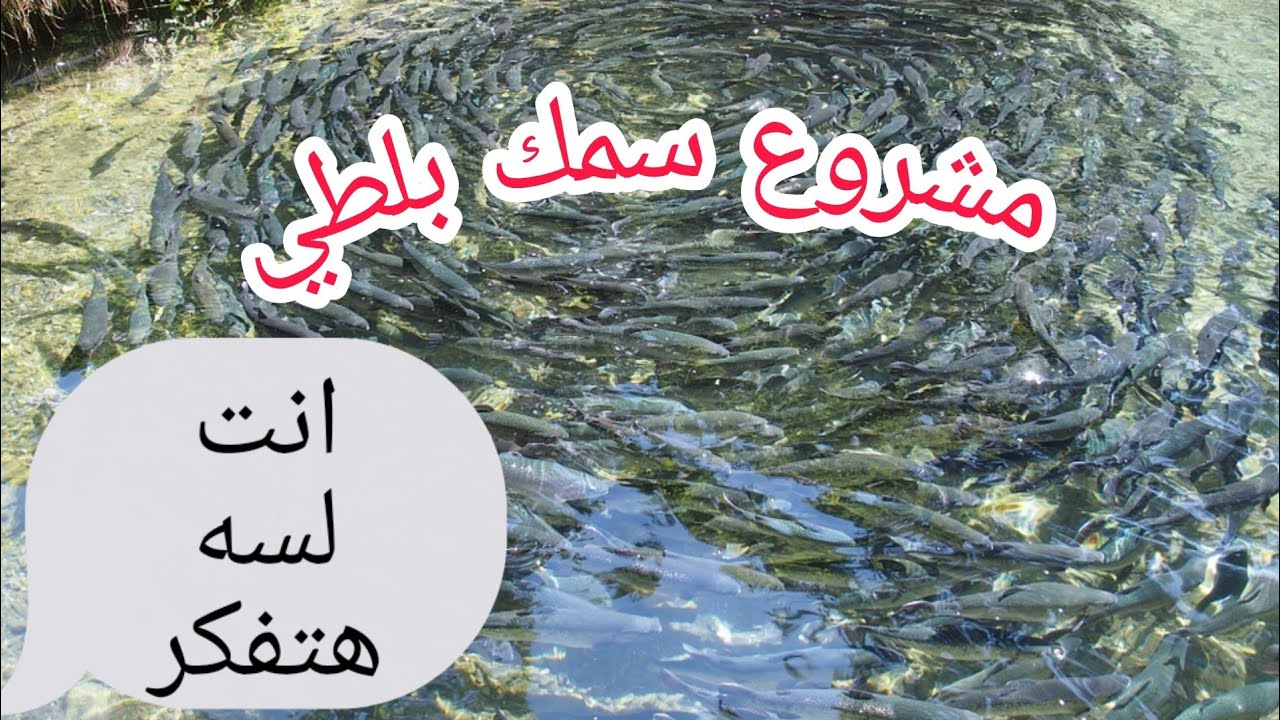 دراسة جدوى مشروع سمك بلطي 1000 سمكه في المنزل 2020 / اسرار المشروع بالكامل وأرباح ماشاء الله