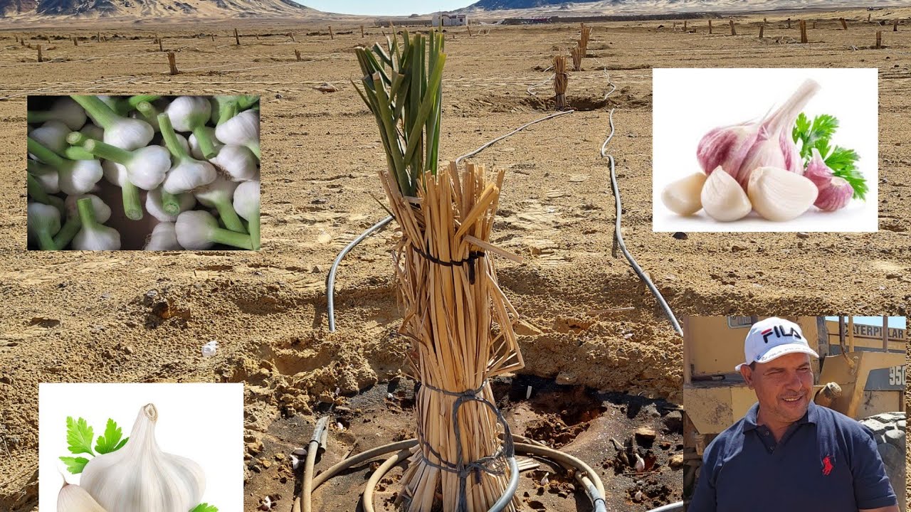 دراسة جدوى زراعة فدان ثوم محمل على فدان نخل بشرح مهندس عطية طاهر تصوير حقيقي من قلب المزارع ؟! دراسة جدوى زراعة فدان ثوم محمل على فدان نخل بشرح مهندس عطية طاهر تصوير حقيقي من قلب المزارع ؟!