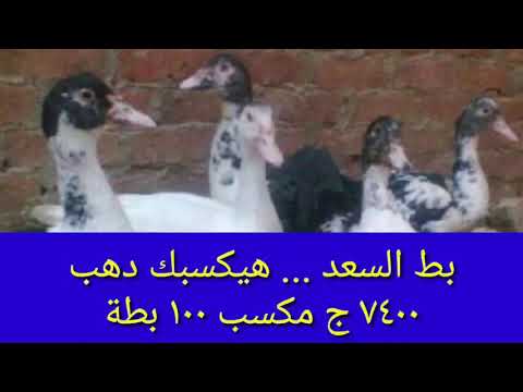 بط السعد … هيكسبك دهب .. دراسة جدوى تربية ١٠٠ بطة