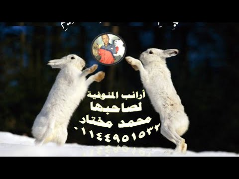 دراسة جدوى لمشروع ارانب 10امهات ودكرين