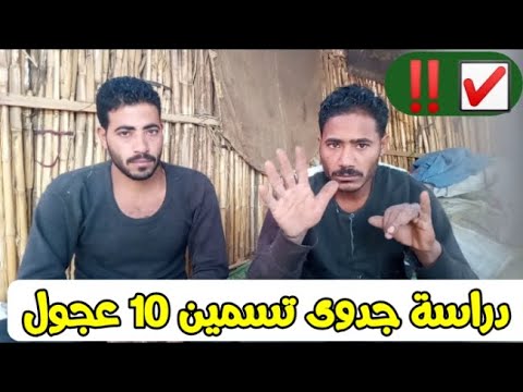دراسة جدوى لمشروع تسمين 10 عجول بقري او جاموس وارباح مذهلة خياليــــ ــ ــة مشروع عملاق مشروع العمر