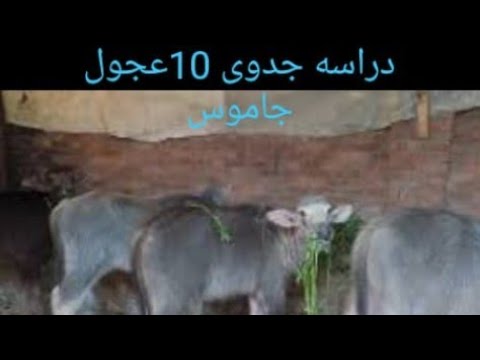دراسة جدوى لمشروع 10عجول جاموس