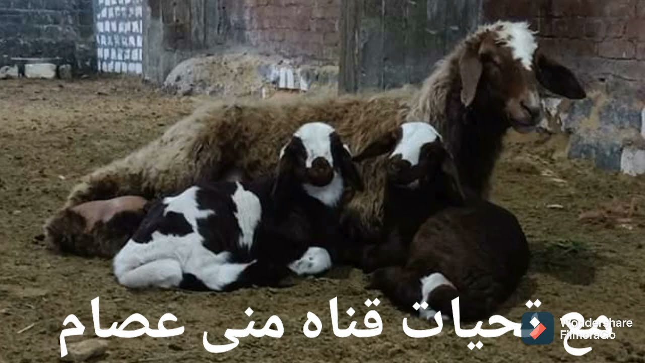 دراسه جدوى  لمشروع تربيه نعاج لانتاج سلالات الاغنام نصيحه مهمه