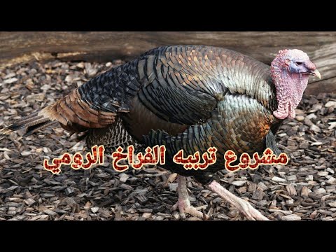 دراسة جدوى مشروع الفراخ الرومي من المشاريع المربحه جدا