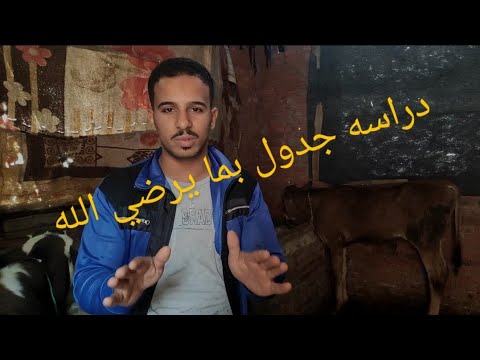 دراسة جدوى للعجول