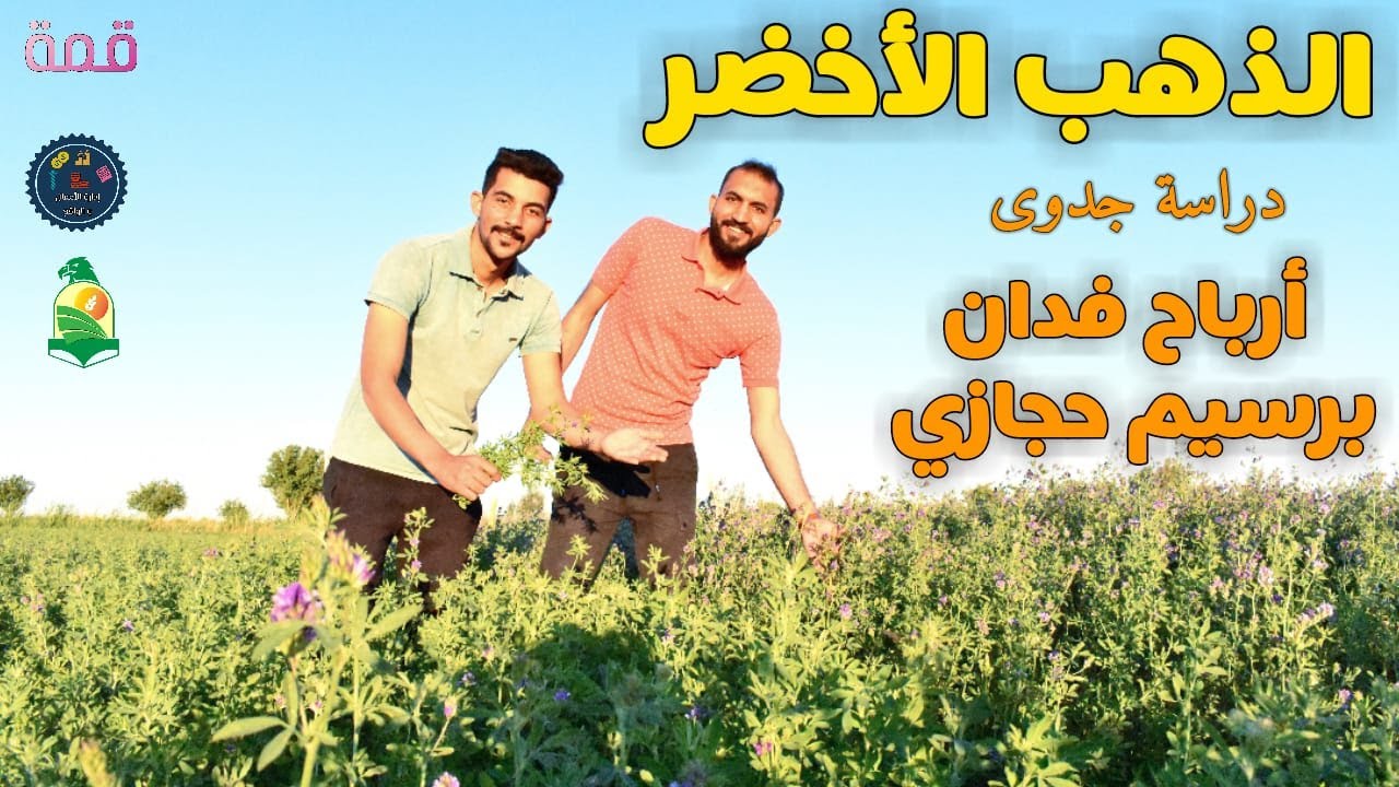 دراسة جدوى لزراعة البرسيم الحجازي بالري  بالغمر بالفرافرة