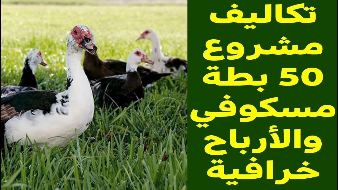 دراسة جدوى مشروع 50 بطة مسكوفي المشروع طلع مربح ومش هتندم تكاليف وأسعار وأرباح كتيير لو شوفت الفيديو