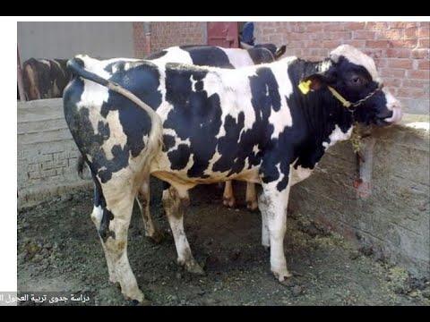 دراسة جدوى تربية العجول البقري