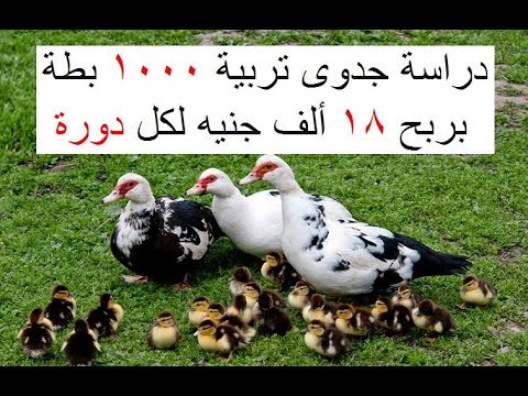 مشروع تربية البط المسكوفي | دراسة جدوى تربية 1000 بطة بربح 18 ألف جنيه لكل دورة