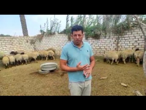 دراسة جدوى لمشروع تربية النعاج العشار والفاضية وأهم التحصينات اللازمة/المتألق المهندس مرسى محمود
