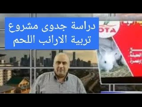 (٨٨) الربح من تربية الارانب – دراسة جدوى مشروع تربية ارانب اللحم فريده من نوعها .