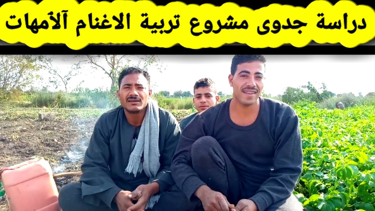 دراسة جدوى مشروع تربية الاغنام ( الآمهــ ــ ــــــات ) 2021 بالتفصيل وراس مال المشروع يرجع في سنة