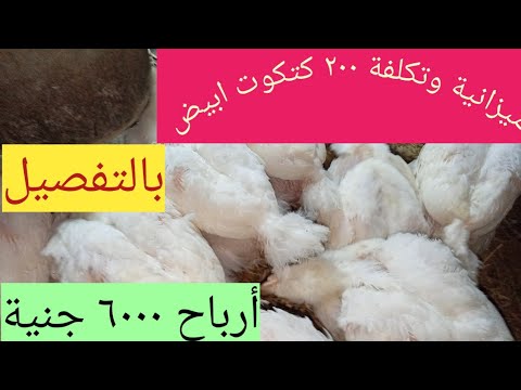 #دراسة جدوى  وميزانية وتكلفة تربية ٢٠٠ كتكوت ابيض/صافى الربح تربية بالاعشاب /مشروع مربح جدا